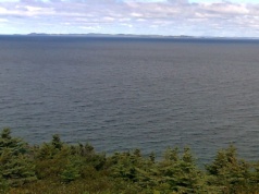 Zamieszkali ją tylko na chwilę. Eksperyment na wyspie skończył się dramatem zwierząt