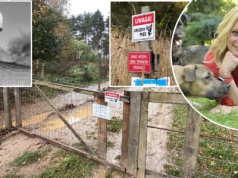 Ekspertka o ataku psów pod Zieloną Górą. "Grzybiarz nie miał żadnych szans"