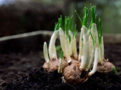 Wymień elektrośmieci na cebulki kwiatów