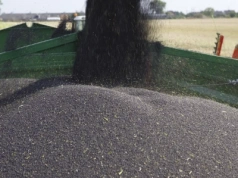 Mniejszy import rzepaku Unia nadrabia zakupami oleju i śruty, co wpływa na ceny rzepaku