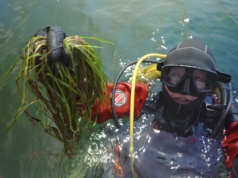Cicha rewolucja pod wodą. Odbudowują podwodne łąki Bałtyku