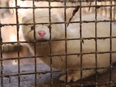 Rolnicy ostrzegają polityków: Łapy precz od jakiejkolwiek hodowli