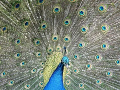 Historia pewnego zdjęcia. „Dumny jak paw”