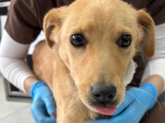 Szczeniak z wrośniętym w szyję łańcuchem. Poszukiwany oprawca zwierzęcia