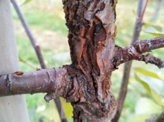 Rak drzew owocowych: bez fungicydów i co dalej?