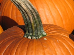 Prozdrowotne właściwości nasion dyni