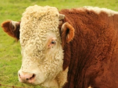 Tragedia w gospodarstwie. Byk zaatakował i zabił 57-letnią rolniczkę