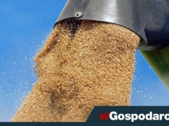 Eksport polskiego zboża spadł trzykrotnie!