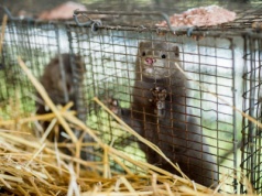 Koniec ery futer w Polsce! Sejm przegłosował zakaz hodowli zwierząt na futra
