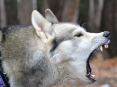 Psy zagryzły 46-latka na grzybobraniu. Jest decyzja ws. właściciela