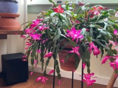 Turbodoładowanie dla grudnika masz w kuchni. Rozkwita na całego już w listopadzie