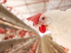 120 mln zł na wsparcie dla hodowców drobiu. Do kiedy składać wnioski?
