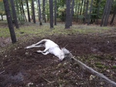 Akcja ratunkowa w lesie. Co za nietuzinkowy zwierz