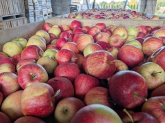 Czy wiedza o zarobku sadownika zmieni koszyk zakupowy?