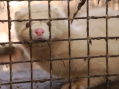 Sejm za zakazem hodowli zwierząt na futra. Będzie okres przejściowy i odszkodowania