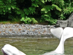 Park rozrywki grozi eutanazją i błaga o pomoc. Chodzi o 30 białuch