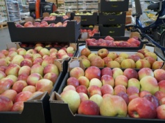 Lobo, Cortland i Boskoop – aktualne ceny „wielkiej trójki” w hurcie