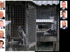 Sejm zakazał hodowli zwierząt na futra. Jak głosowali posłowie z okręgu legnickiego?