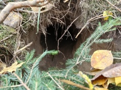 Straż Graniczna odkryła kolejny podkop na polsko-białoruskiej granicy