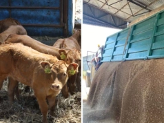 Różnice w cenach kukurydzy sięgają 150 zł. A ile płacą za świnie i bydło?