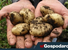 Ziemniaki przegrały z armią