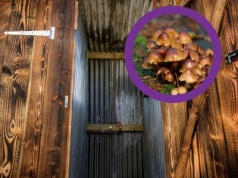 W tej toalecie nie trzeba zatykać nosa. Naukowcy przeszli samych siebie