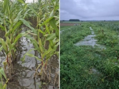 3000 zł do hektara. Będzie drugi nabór wniosków dla rolników z Żuław