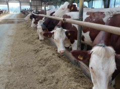 Czy znikną opłaty za rekontrole Inspekcji Weterynaryjnej?