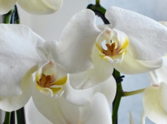 Storczyk nie chce kwitnąć? Zastosuj "ryżowe doładowanie", a pąki wyrosną jak grzyby po deszczu