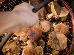 Grzybobranie jak pole minowe. Kary mogą sięgać 5000 zł