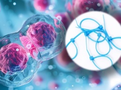 Twoje komórki używają trytytek? Polscy naukowcy właśnie to odkryli