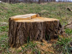 Tak pozbędziesz się pnia bez koparki. Wystarczy, że wlejesz do niego to