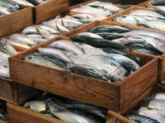 Uwielbiana w Polsce ryba może zniknąć. "To bardzo poważna sprawa"