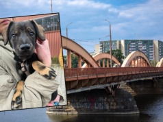 Wstrząsające sceny we Wrocławiu. Kobieta chciała wrzucić szczeniaka do Odry