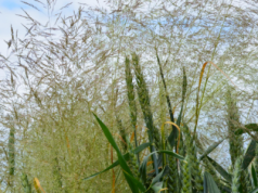 9 najgroźniejszych chwastów jednoliściennych w zbożach