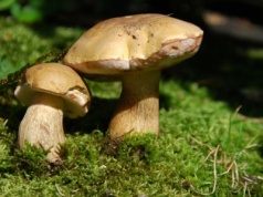 Przypomina borowika, ale lepiej go omijać. Zepsuje całą potrawę