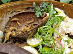 Widzisz je w kompoście? Lepiej zacznij działać. Te larwy zniszczą twoje plony