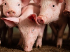 Jak przetrwać, produkując w cyklu otwartym?