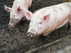 Aktualne ceny tuczników 2025 rozczarowują! Rolnicy mówią o wolontariacie