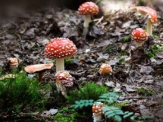 Muchomory modne na Instagramie? Toksykolog: eksperymenty mogą zabić