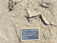 Rzymskie safari sprzed 400 tys. lat. Słonie nie miały szans