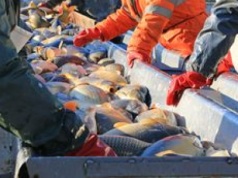 Karp na święta 2025. Hodowcy zapowiadają, że będzie drożej