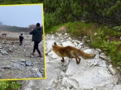 Dziecko dokarmiało lisa w Tatrach. Tak zareagował ojciec. "To jest naprawdę chore"