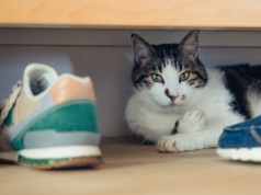 Kot leży i zachowuje się w ten sposób? To może świadczyć o jednym problemie