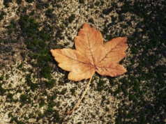 Co nas czeka w nadchodzącym tygodniu? Prognoza pogody na tydzień 18.10 – 23.10.2025
