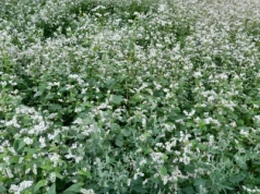 Czy gryka się opłaca? Kalkulacja opłacalności uprawy