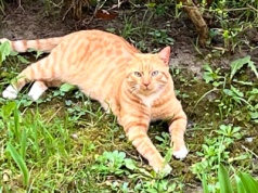 „Kasztany zostawcie w parku”. Ośrodek Koteria apeluje do właścicieli kotów