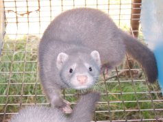 POPiS zdecydował o likwidacji branży futerkowej