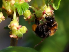 Trzmiel parkowy (Bombus hypnorum)
