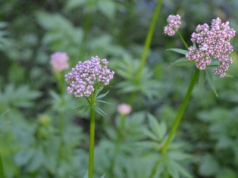 Kozłek lekarski – właściwości, krople walerianowe i inne przepisy
